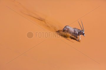 Gemsbok or gemsbuck (Oryx gazella)  Namib Desert  Namibia  Africa