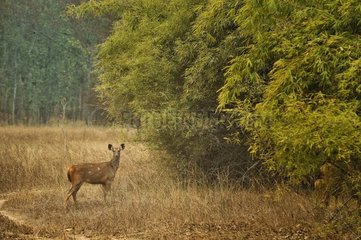 Sambar Deer (Rusa unicolor)  Bandhavgarh  India
