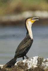 White-breasted Cormorant on rock in Chobe river - Botswana