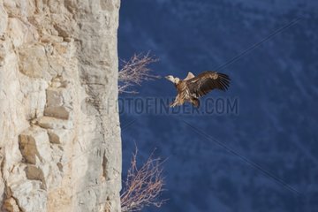 Griffon vulture (Gyps fulvus) in flight in front of a cliff