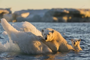 Polar Bear and young cub (Ursus maritimus) cling to melting sea ice at sunset near Harbour Islands  Repulse Bay  Nunavut Territory  Canada