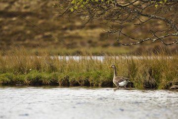 Greylag Goose (Anser anser) in water. Strathnaver Valley  Scotland