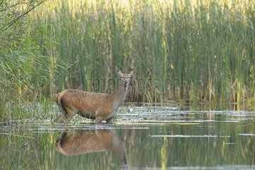 Red deer in Lake  Female  Germany  Europe