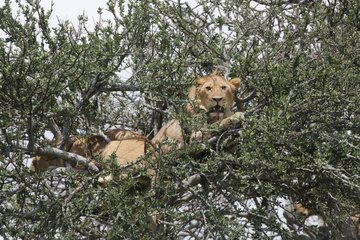 Lion (Panthera leo) in a tree  Masai Mara  Kenya