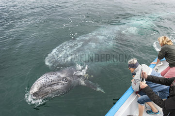 Gray whale on the surface and tourists - Pacific Mexico