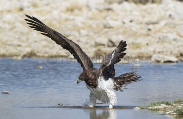 Martial Eagle (Polemaetus bellicosus) - Has spotted a possible prey at a waterhole. Etosha National Park  Namibia.