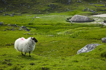 Sheep and Iron Age village - Lewis island Hebrides Scotland
