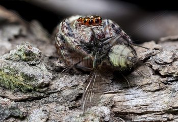 A decent sized jumping spider feasting on a fly.