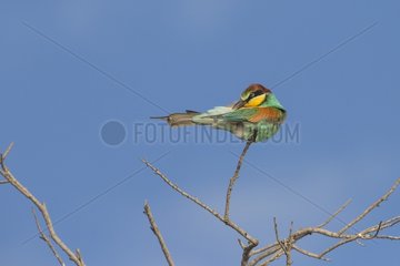 European Bee-eater (Merops apiaster) grooming himself on a branch. Camargue  France