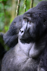 Portrait of Mountain gorilla silverback - Bwindi Uganda