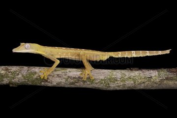 Lined Flat-tail Gecko (Uroplatus lineatus)  Madagascar