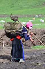 Woman collecting yak dung - Tibet China