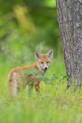 Young Red Fox  Vulpes vulpes  Hesse  Germany  Europe