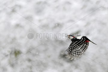 Great Spotted Woodpecker (Dendrocopos major) male in flight under snow  2016 January 15  Northern Vosges Regional Nature Park  declared a World Biosphere Reserve by UNESCO  France