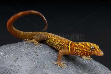 Variegated gecko (Gonatodes cecilae)  Trinidad and Tobago
