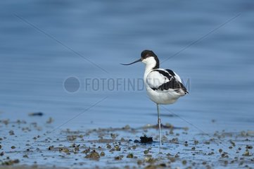 Pied Avocet (Recurvirostra avosetta) at rest  Walvis bay  Namibia