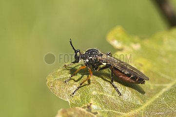Robberfly (Dioctria hyalipennis). Molslaboratoriet  Denmark in June