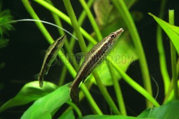 (Nannostomus eques)  in his characteristic position. Image taken in aquarium