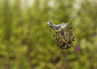 Cross orbweaver packing a prey on his web - France