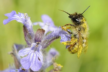 Red Mason Bee (Osmia bicornis) female on Bugle (Ajuga reptans)  2015 May 14  Northern Vosges Regional Nature Park  France  ranked World Biosphere Reserve by UNESCO  France