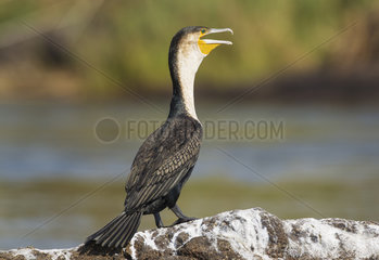 White-breasted Cormorant on rock in Chobe river - Botswana