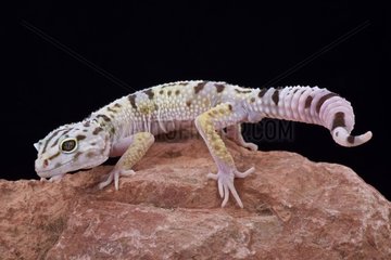 Iranian fat tailed gecko (Eublepharis angramainyu)  Iran