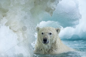 Polar Bear (Ursus maritimus) swimming through melting sea ice near Harbour Islands  Repulse Bay  Nunavut Territory  Canada