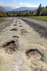 Sauropod footprints in Plagne in the Jura   Ain  France . Footprints left by diplodocus (herbivorous sauropods) in the mud of a Jurassic lagoon and discovered in 2009; it is the wider footprints known world