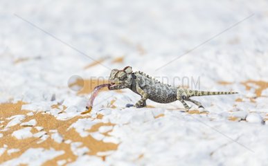 Namaqua chameleon (Chamaeleo namaquensis)  Sand Dunes  Swakopmund  Erongo  Namibia  Africa