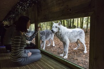 Canada wolf from an observatory tunnel - The House of Wolves - Orlu - Ariege - France