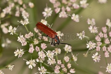 Beetle (Lygistopterus sanguineus) feeding in flower. Hinshult  Sweden in July