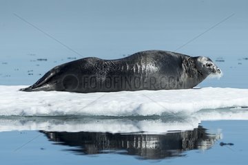 Bearded Seal (Erignathus barbatus) resting in summer sun on sea ice on Hudson Bay  Repulse Bay  Nunavut Territory  Canada