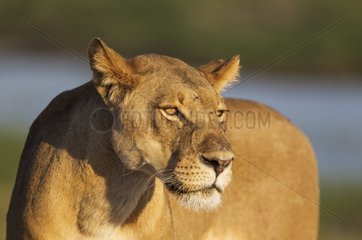 Lion (Panthera leo) - Female in the evening light. Chobe National Park  Botswana.