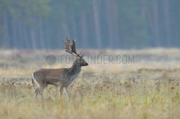 Fallow Deer (Cervus dama) in Autumn  Hesse  Germany  Europe