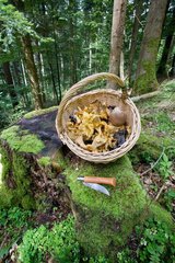 Basket of Chanterelles (Cantharellus cibarius)  Valley of the Doller  Haut Rhin  France
