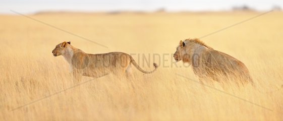 Lion and Lioness in savanna  Etosha  Namibia