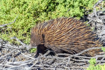 Short-beaked Echidna (Tachyglossus aculeatus)  Cape Range NP - Western Australia It is a close relative of the platypus : both are part of the only group of mammals in the world that lay eggs : the monotremes . The echidna eats termites nests which he dig