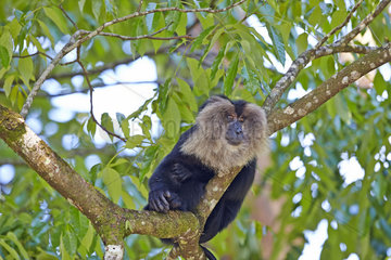 Male Lion-tailed Macaque at rest - Nilgiris Hills India