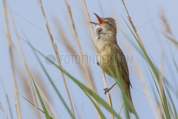 Great Reed Warbler (Acrocephalus arundinaceus) singing on a reed. Camargue  France