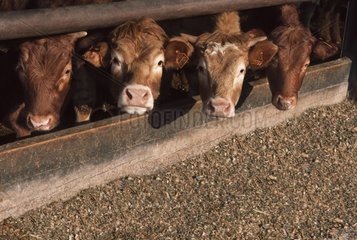 Limousin -Stierkampf mit Mast in Stall