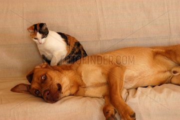 Chien bâtard et chatte tricolore sur canapé