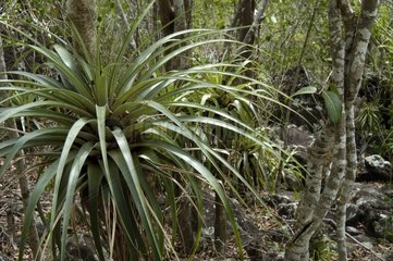 Ananas sauvage épiphyte en forêt xérophile Guadeloupe