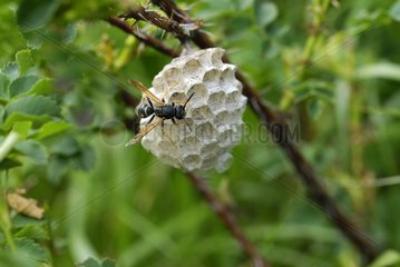 Wasp paper wasp nest on pedunculate paper Alpes France
