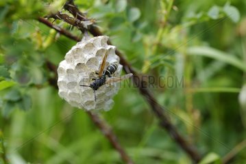 Wasp paper wasp nest on pedunculate paper Alpes France