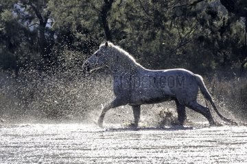 Camarguais horse in water Camargue France