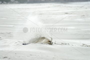 Female Hooker's sealion covering herself with sand