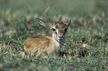 Nouveau-né Gazelle de Thomson dans les herbes