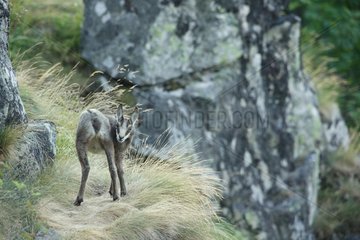 Young Chamois between rocks - Honeck Vosges France