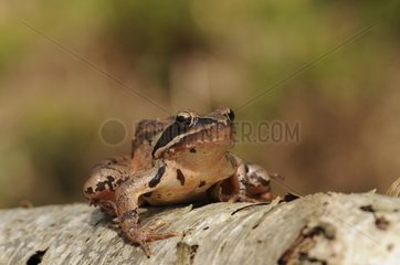 Ein europäischer gemeinsamer Frosch  der auf einem Zweig ruht