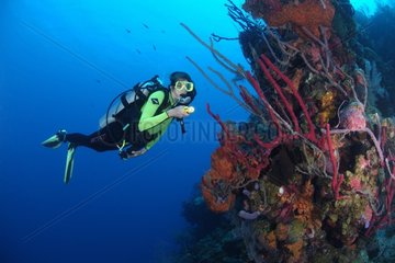 Plongeuse admirant les éponges fixées sur le corail Belize